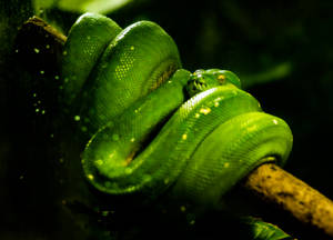 Brilliant Coiled Up Green Snake Wallpaper