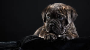 Brindle Cane Corso Puppy Wallpaper