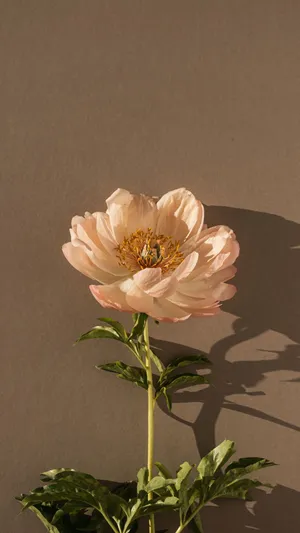 Bring On The Soft Brown Aesthetic Wallpaper