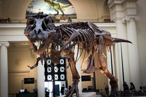 Bristol Art Gallery Dinosaur Remains Wallpaper