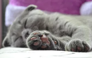 British Cat Paws Wallpaper