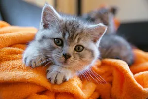 British Shorthair Cute Kitten Bedroom Wallpaper