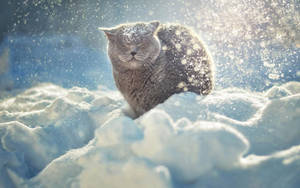 British Shorthair Winter Landscape Wallpaper