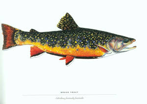 Brook Trout Fish Wallpaper