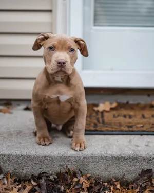 Brown American Bully Puppy Dog Wallpaper
