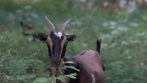 Brown And Black Goat Wallpaper