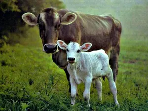 Brown And White Cow Wallpaper