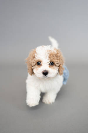 Brown And White Teacup Poodle Wallpaper