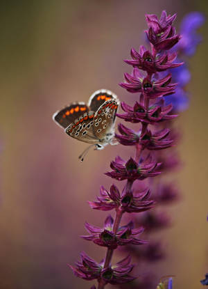 Brown Argus Butterfly On Flower Wallpaper