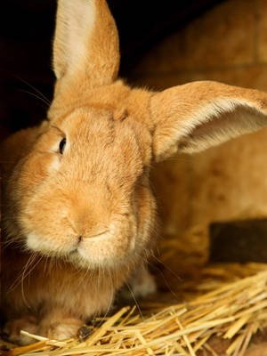 Brown Baby Bunny Staring Wallpaper