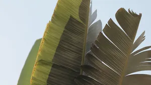 Brown Banana Leaf Wallpaper