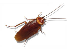 Brown Banded Cockroach Clipart Wallpaper