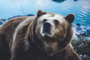 Brown Bear Enjoying Nature Near A Lake Wallpaper