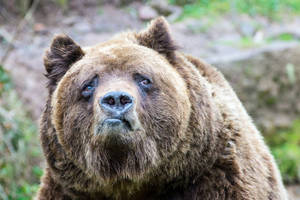 Brown Bear Funny Face Wallpaper