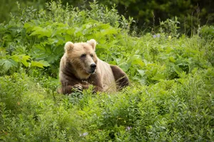 Brown Bear Green Grass Wallpaper