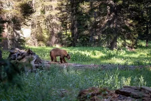 Brown Bear In Forest Wallpaper
