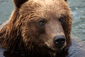 Brown Bear In Water Wallpaper