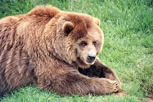 Brown Bear On Grass Wallpaper