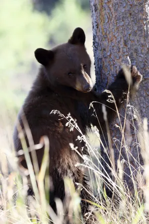 Brown Bear On Tree Wallpaper