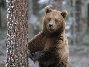 Brown Bear Photography Wallpaper