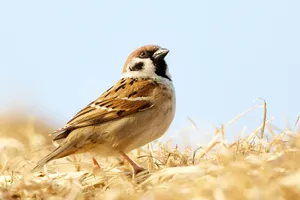 Brown Bird Looking Up Wallpaper