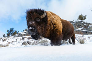 Brown Buffalo In Winter Snow Wallpaper
