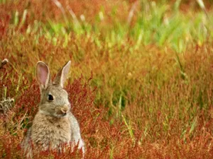 Brown Bunny In Orange Meadows Wallpaper