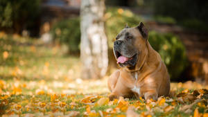 Brown Cane Corso In Autumn Wallpaper