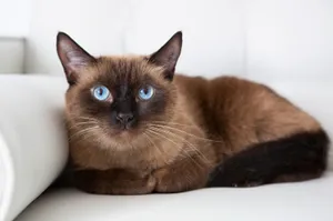 Brown Cat Wallpaper