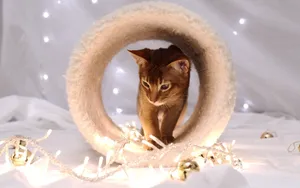 Brown Cat Photo Wallpaper
