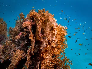 Brown Coral Wallpaper