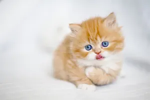 Brown Cute Cat Wallpaper