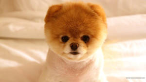 Brown Cute Pomeranian Puppy Wallpaper