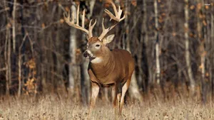 Brown Deer In The Forest Wallpaper