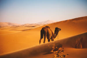 Brown Dromedary Camel Wallpaper