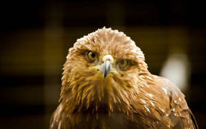 Brown Eagle Front View Wallpaper