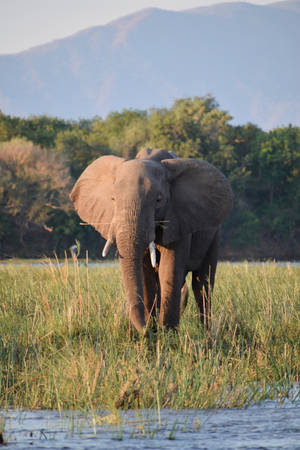 Brown Elephant Iphone Wallpaper