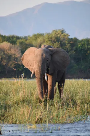 Brown Elephant Iphone Wallpaper