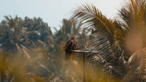 Brown Falcon On Bar Wallpaper