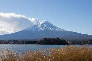 Brown Filed With Mount Fuji Wallpaper