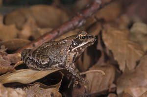 Brown Frog Blending Brown Leaves Wallpaper