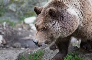 Brown Grizzly Bear Photography Wallpaper