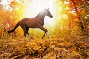 Brown Horse Animal Poster Wallpaper
