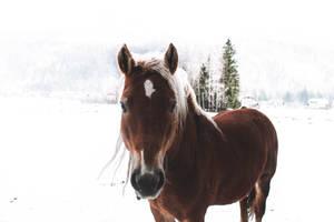 Brown Horse In Snow Wallpaper