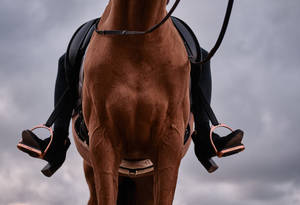 Brown Horse With Black Leather Saddle Wallpaper