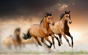 Brown Horses Galloping In Sunset 4k Wallpaper