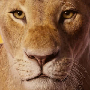 Brown Mane Lion Face Wallpaper