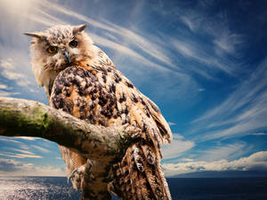 Brown Owl On Ocean Sky Wallpaper