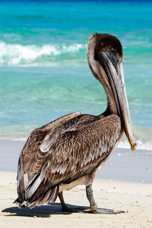 Brown Pelican Beautiful Birds Wallpaper