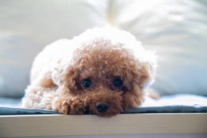 Brown Poodle Puppy Eyes Wallpaper